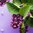 Wild Lilac Metallic Jar 262g