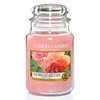 Sun Drenched Apricot Rose 623g