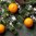 Winter Clementine Jar 602g