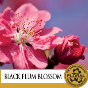 14Q2Black_Plum_Blossom
